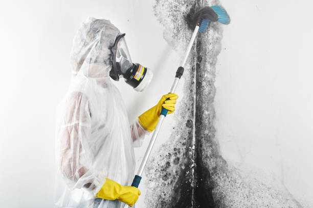 Best Emergency Mold Remediation  in Gladstone, MI