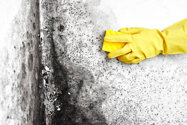 Best Industrial Mold Remediation  in Gladstone, MI
