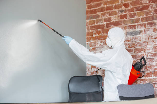Best Black Mold Removal  in Gladstone, MI