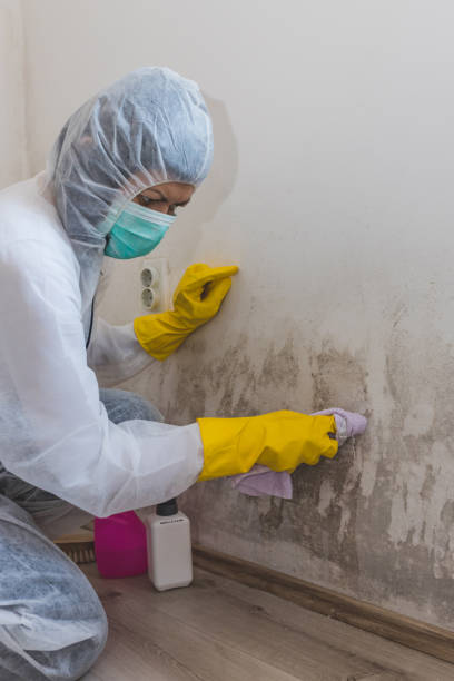Best Mold Damage Restoration  in Gladstone, MI